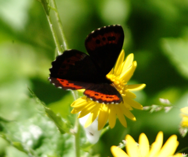 Erebia ligea